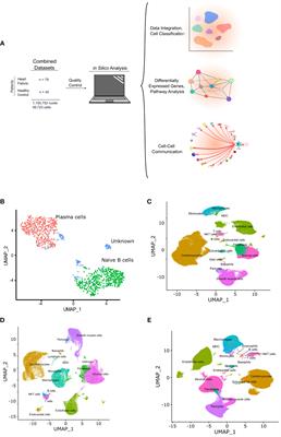 Myocardial B cells have specific gene expression and predicted interactions in dilated cardiomyopathy and arrhythmogenic right ventricular cardiomyopathy